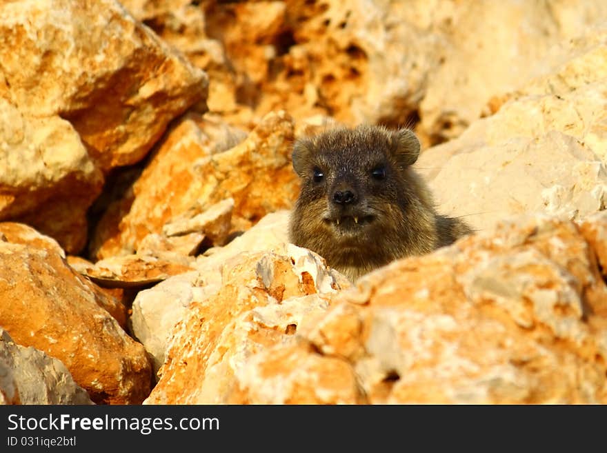 Rock Hyrax hiding (procavia capensis)