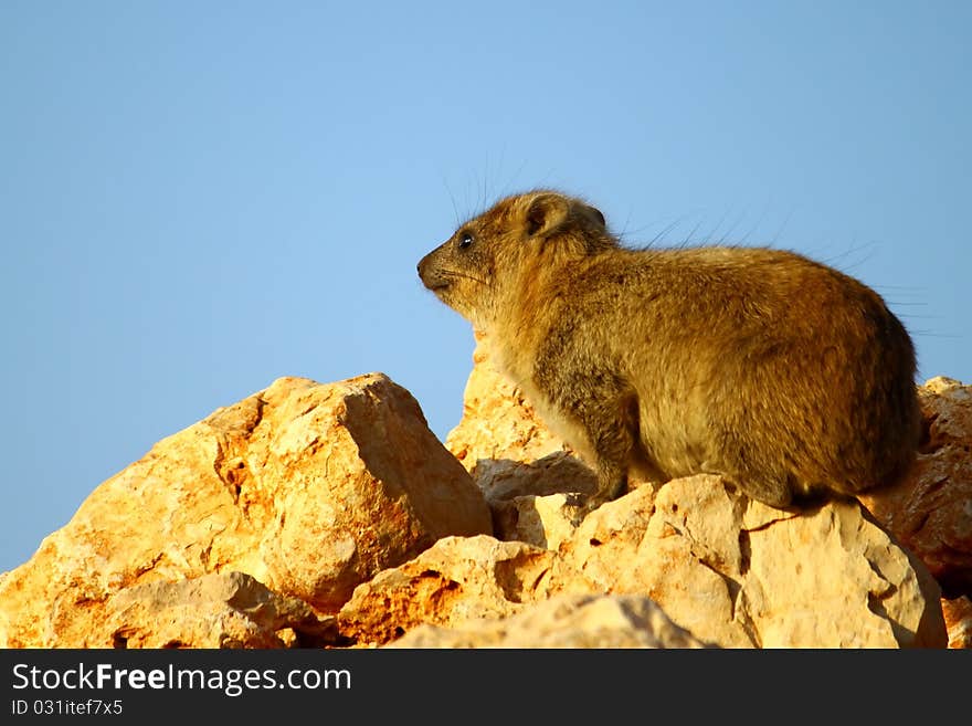 Rock Hyrax 4 (procavia capensis)