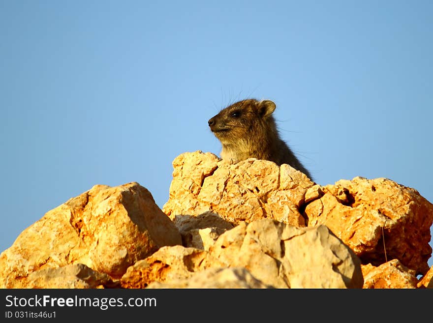 Rock Hyrax sneak peak