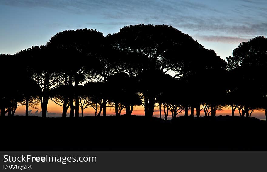 Mediterranean stone pines in dawn