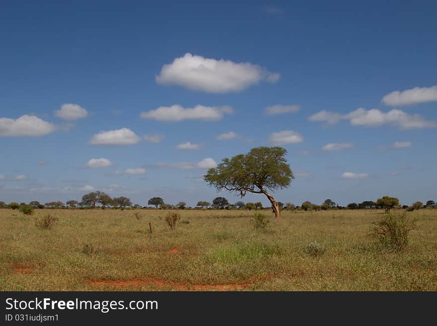 African savannah Kenya outdoors landscape