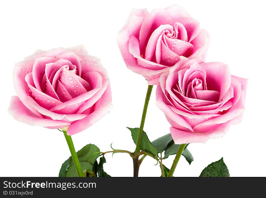 Beautiful three roses on a white background