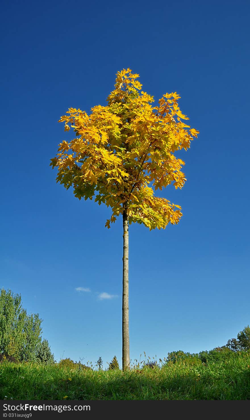 Tree in autumn