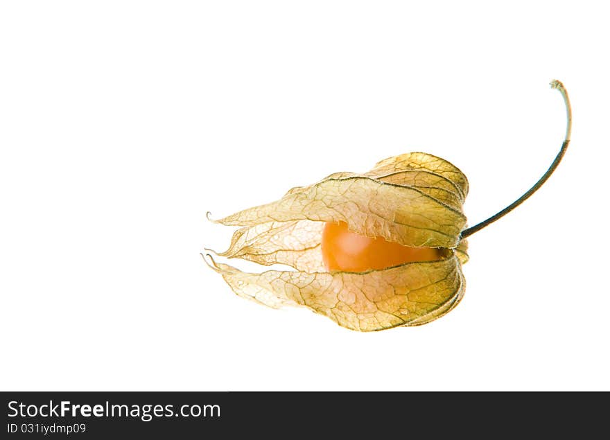 Ripe Cape Gooseberry (physalis)