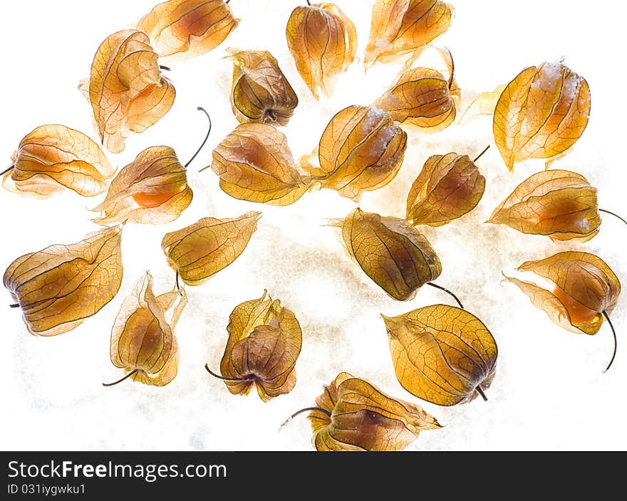 Ripe cape gooseberry (physalis)