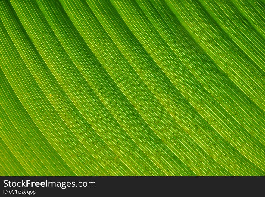 Leaf closeup - background