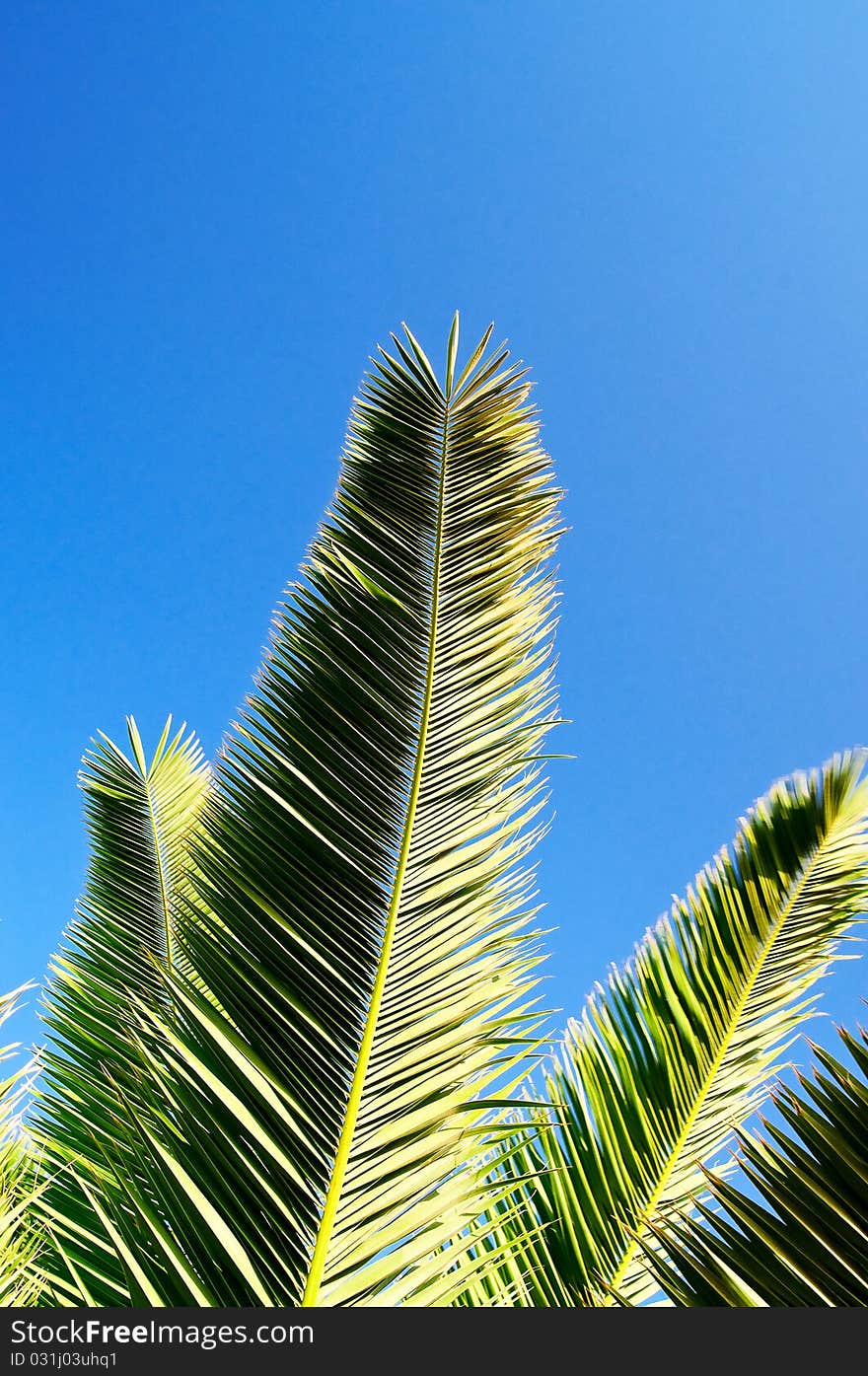 Wonderful green branch of palm against blue sky. Wonderful green branch of palm against blue sky.