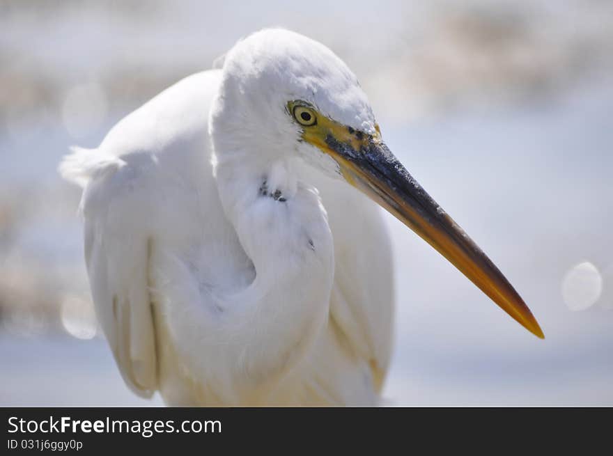 Egyptian heron at the coast