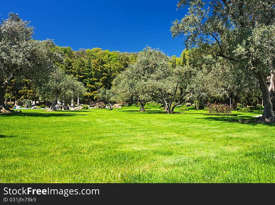 Beautiful view of olive grove