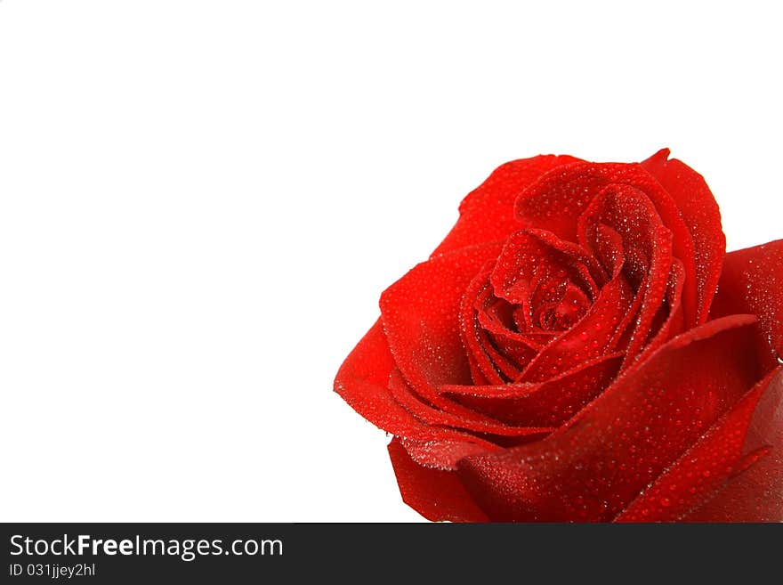 Red rose isolated and a white background