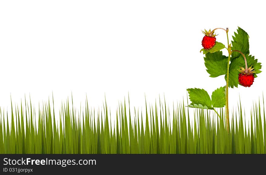 Wild strawberry and green grass isolated on white background. Wild strawberry and green grass isolated on white background