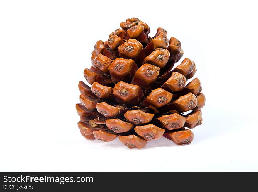 Cone of crimean pine isolated