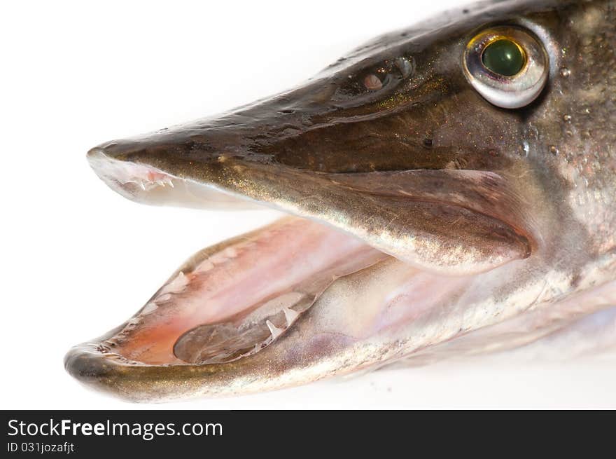 Pike head close-up, isolated over white