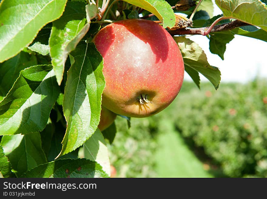 Red fresh apple on the branch. Shallow DOF