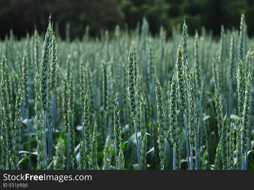 Wheat field