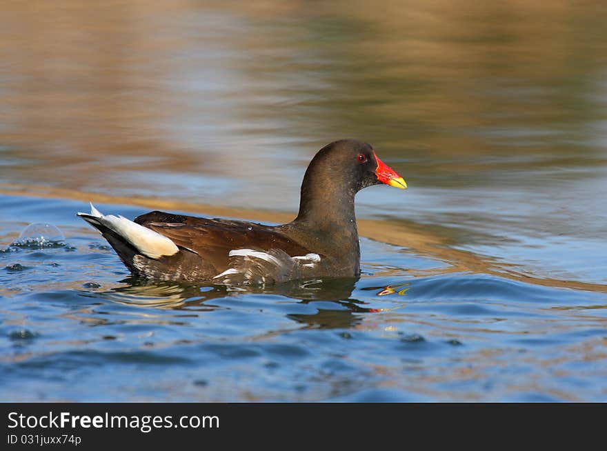 Moorhen (gallinila chloropus) adult, swimming on blue water. Moorhen (gallinila chloropus) adult, swimming on blue water