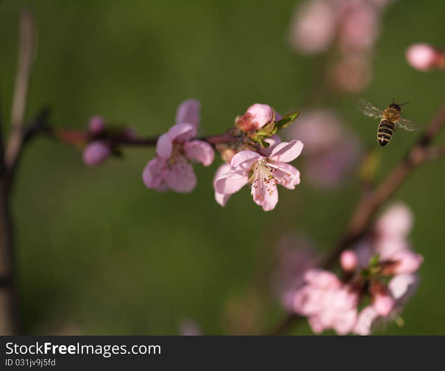 Bee in work