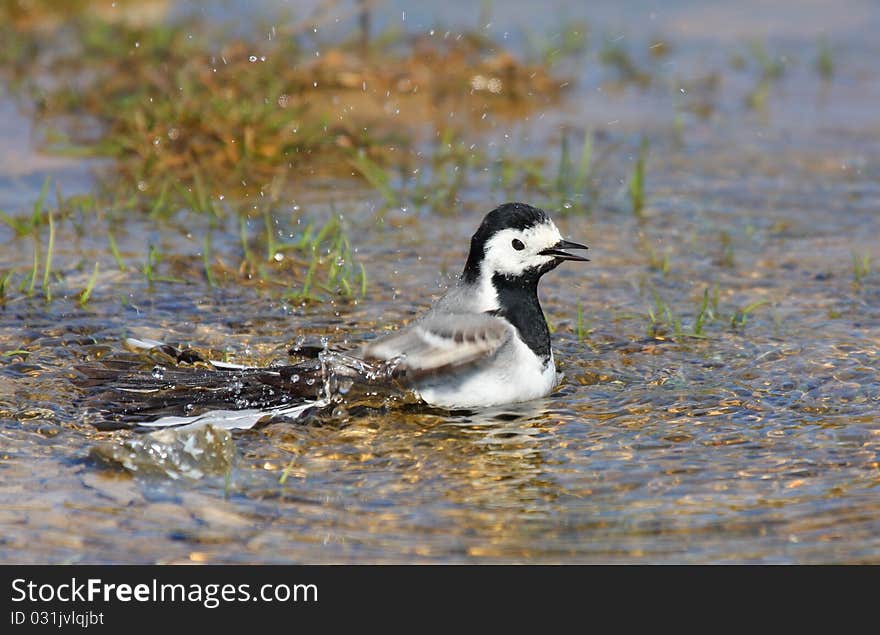 White Wagtail Bathing