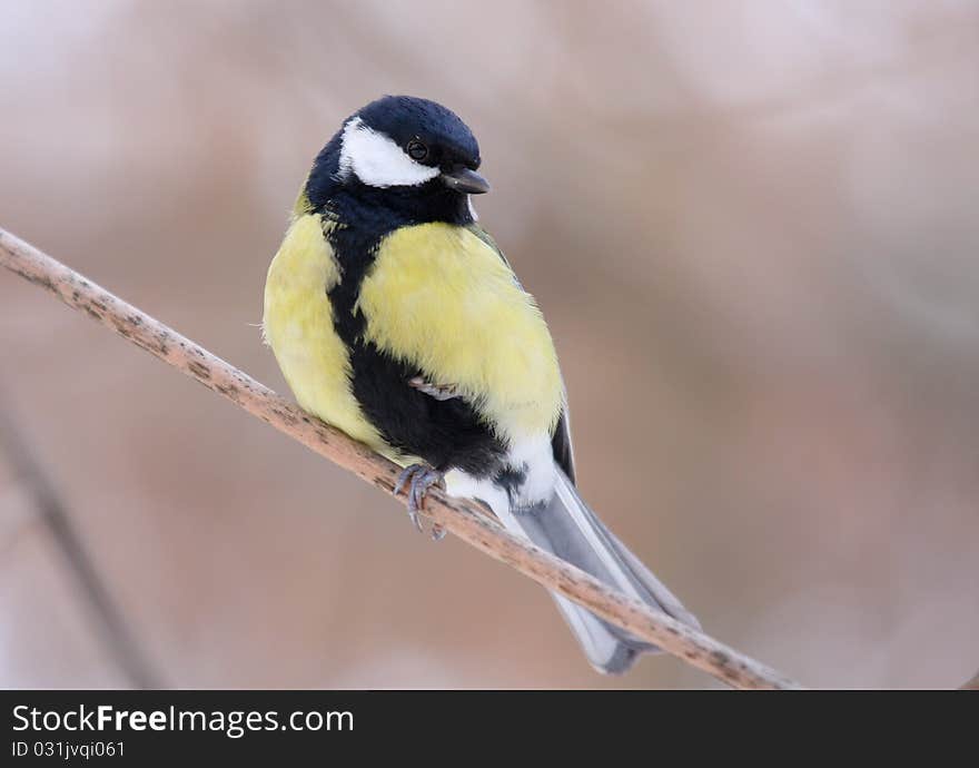 Great tit