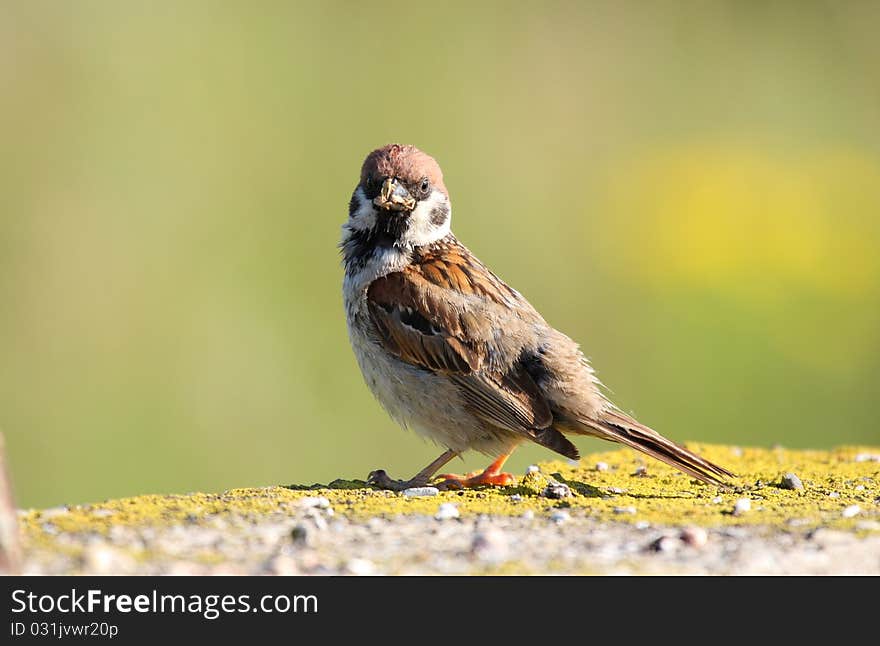 Tree sparrow