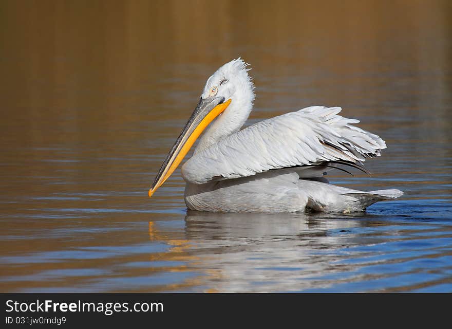 Dalmatian Pelican