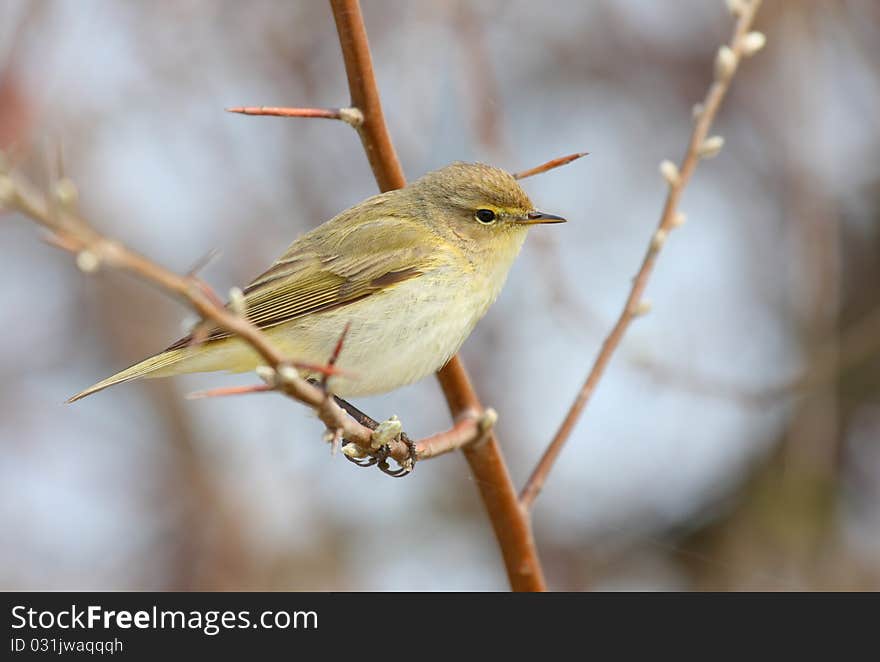 Chiffchaff  (phylloscopus collybita) standing on branch