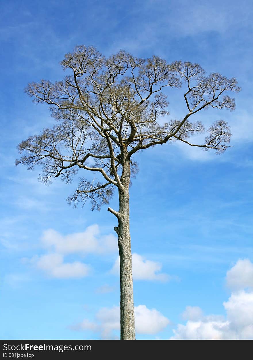 Big tree, blue sky