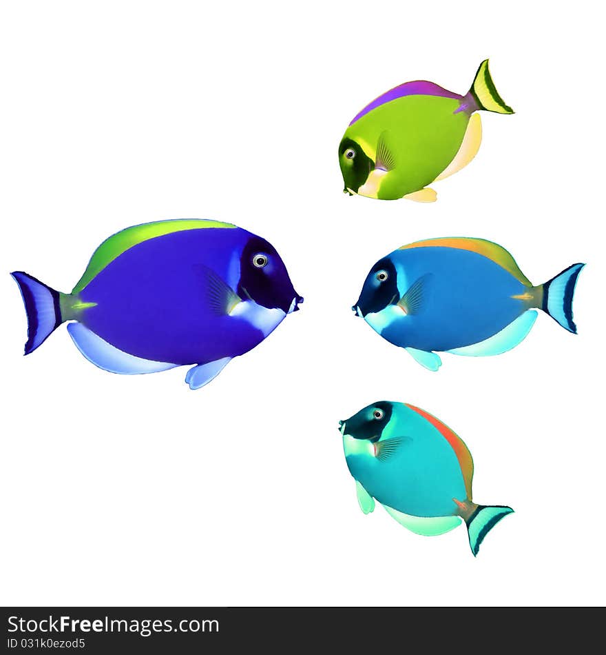 Colorful fishes