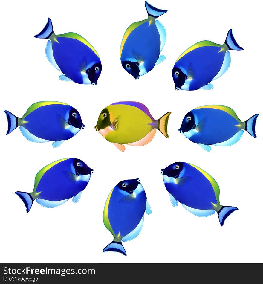 Colorful Fishes