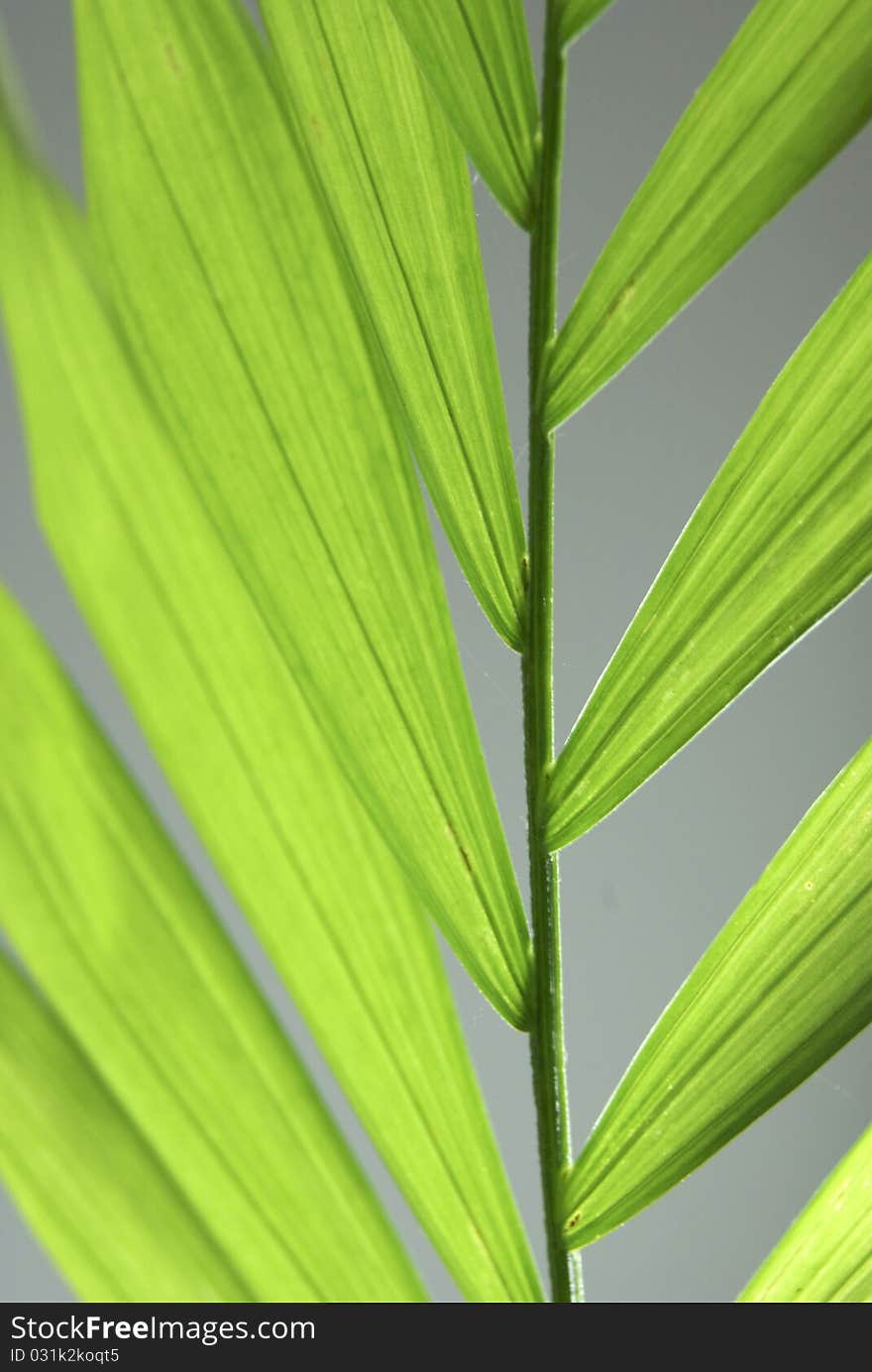 Leaves