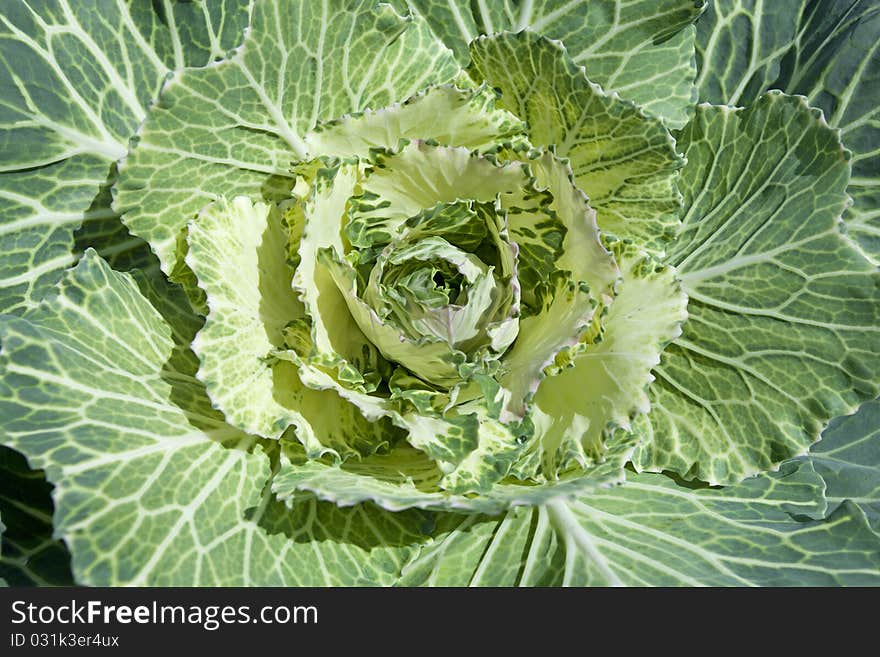 Vegetable blossom