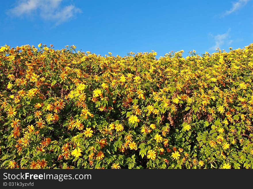 Sunflowers In The Field