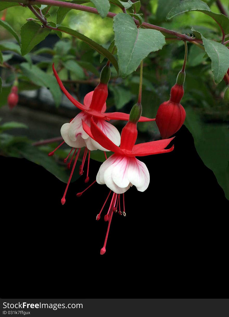 Red and White Fuschia against Green and Black Background