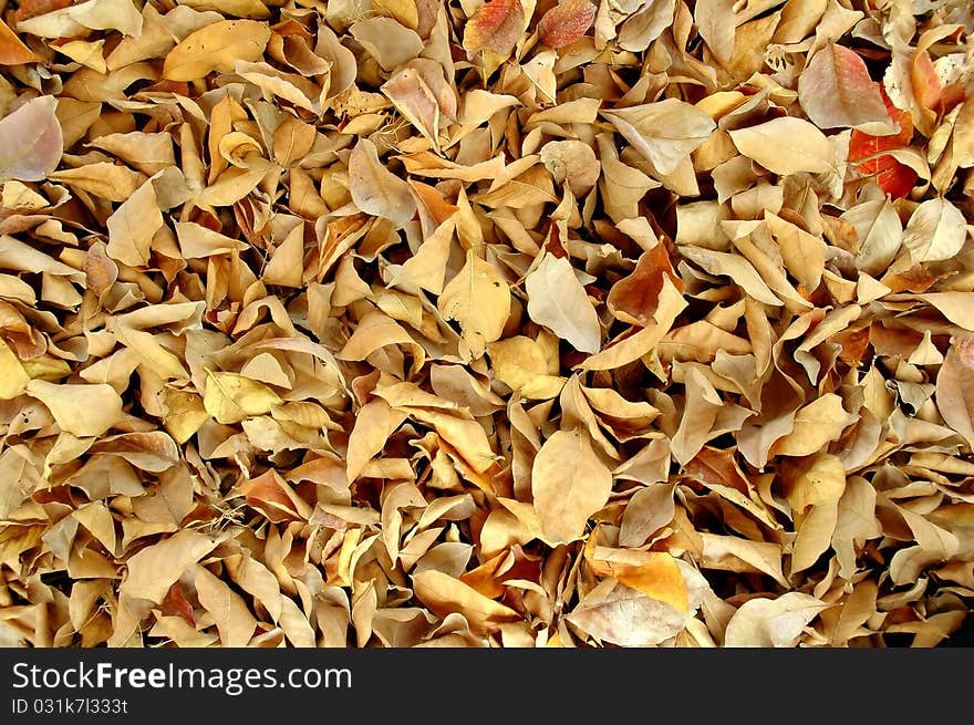 Dry leaves in autumn season
