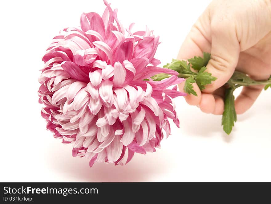 Flower in my hand