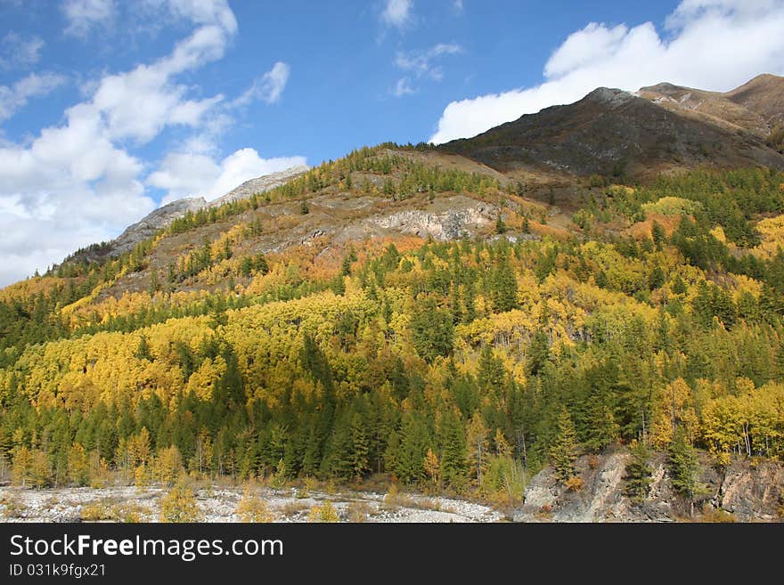 Yellow and green trees at the foot of the mountains unforested