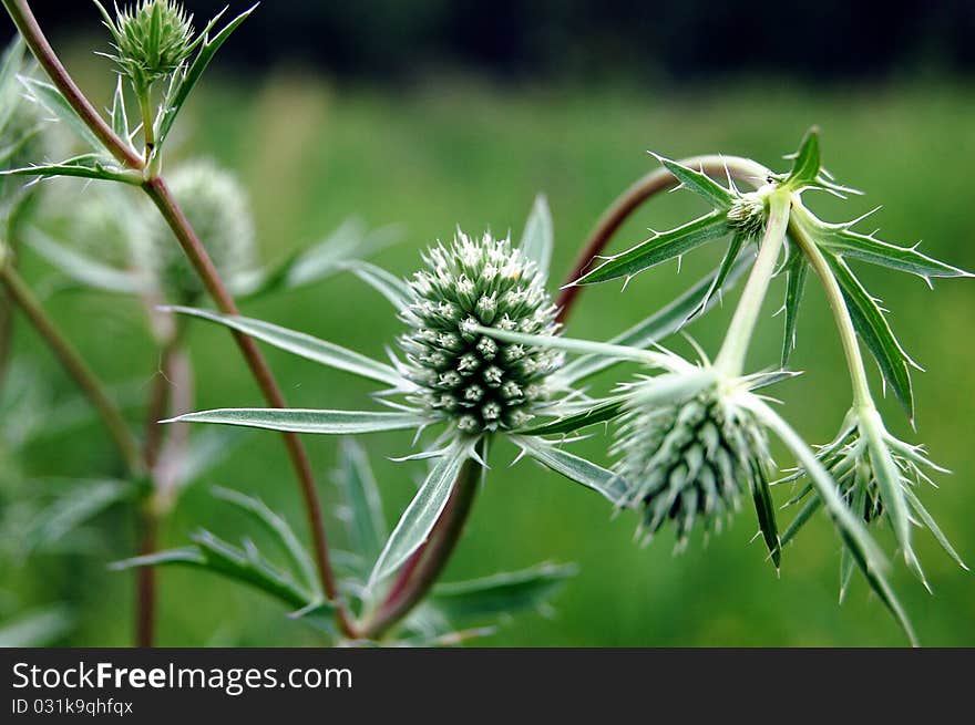 Green plant on a meadow. Green plant on a meadow