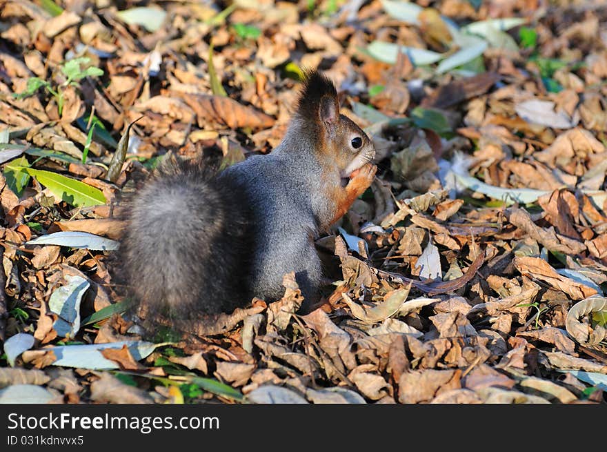 Red squirrel eats a nut. Red squirrel eats a nut.