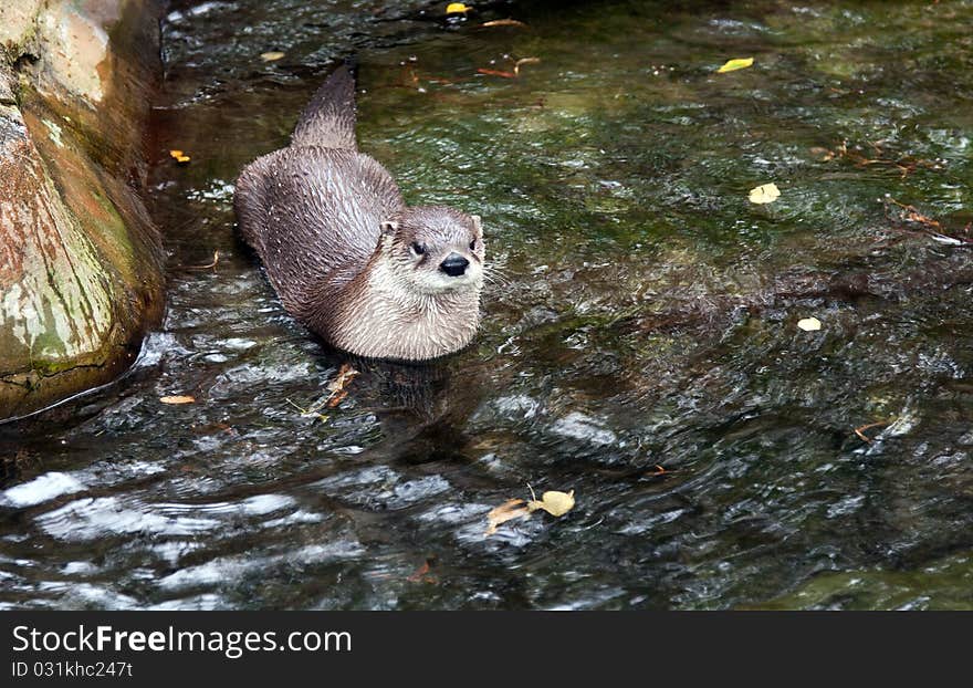 Otter in the water in a zoo in Prague