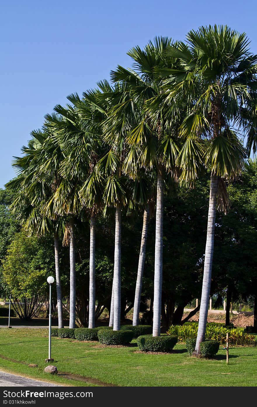 Row of Palm tree in the park