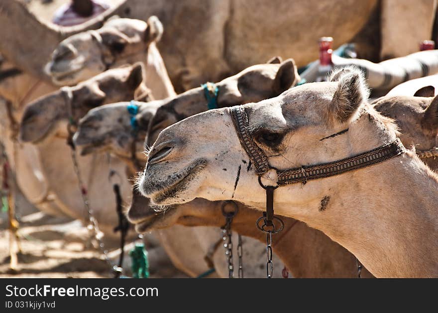 Close-up of a dromedary's head and others in background. Close-up of a dromedary's head and others in background