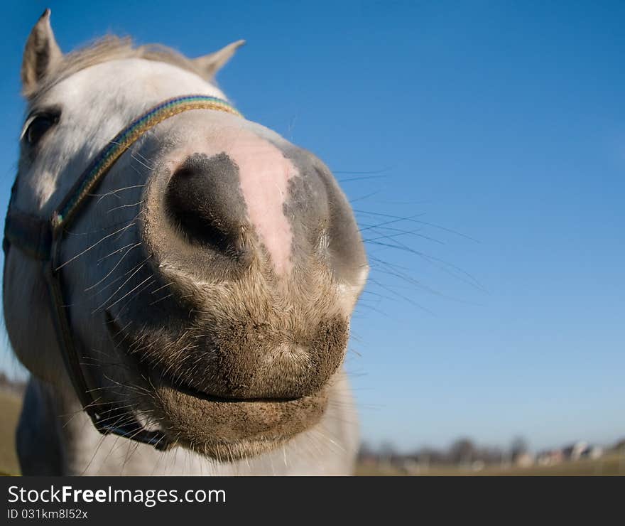 Muzzle of a horse soiled by the earth. Muzzle of a horse soiled by the earth