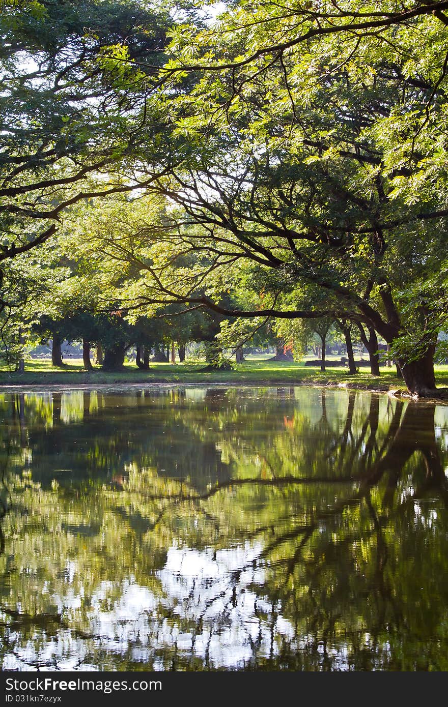 Bending tree and reflection on the pond in the public park. Bending tree and reflection on the pond in the public park