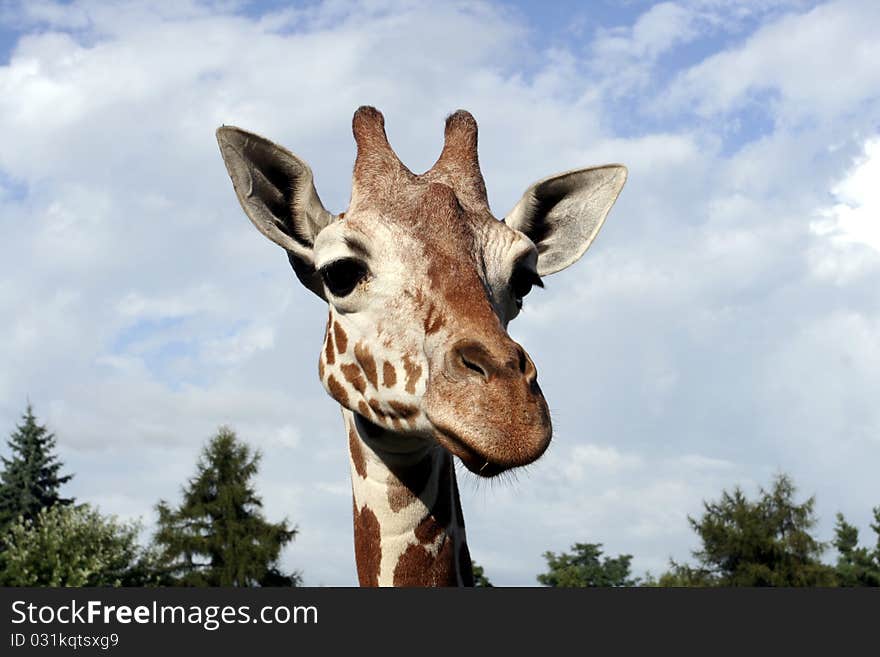 Portrait of giraffe from zoo in wroclaw