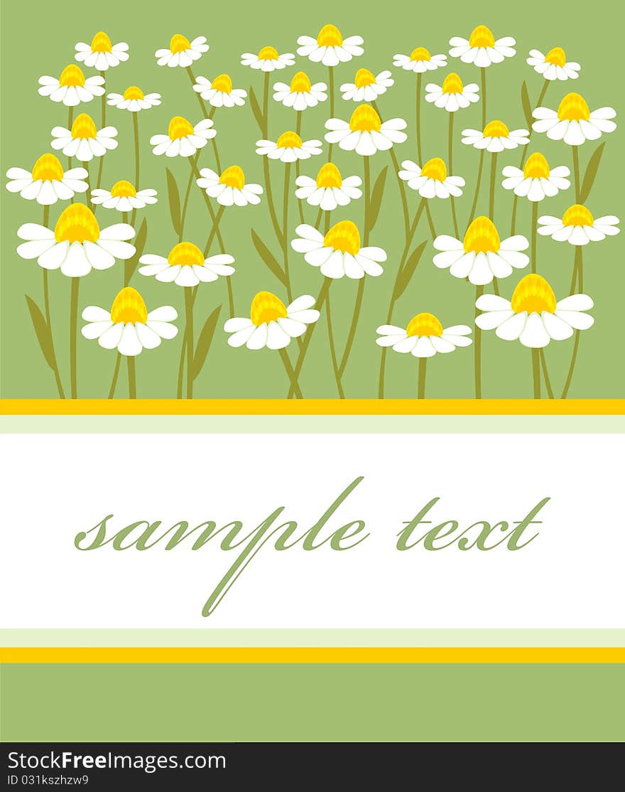 Postcard with a picture of chamomile field