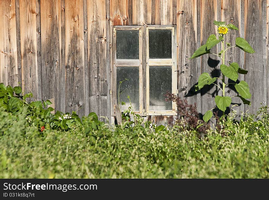 Window With Sunflower And Weed