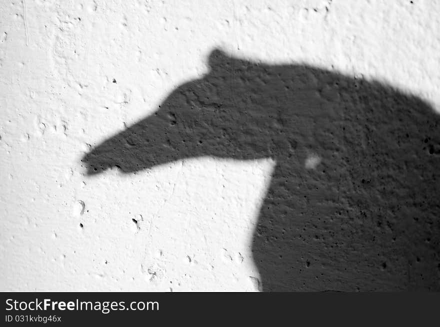 Shadow of animal on the wall