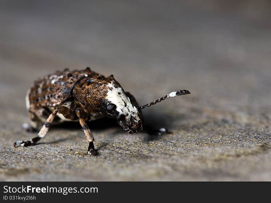 Pimpled bug is crowling on a plate