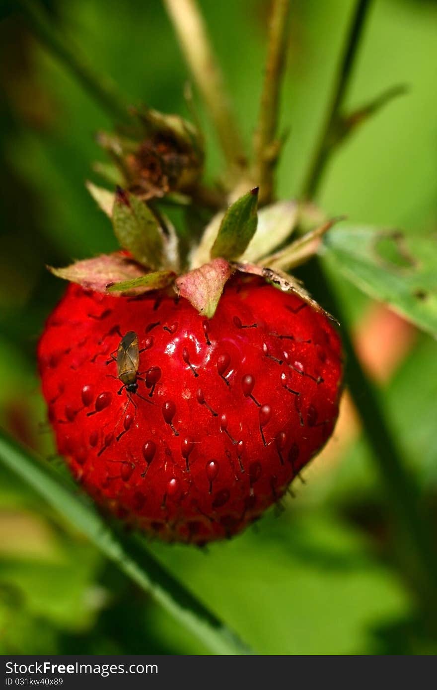 Beetle sits on a bright red strawberries. Beetle sits on a bright red strawberries