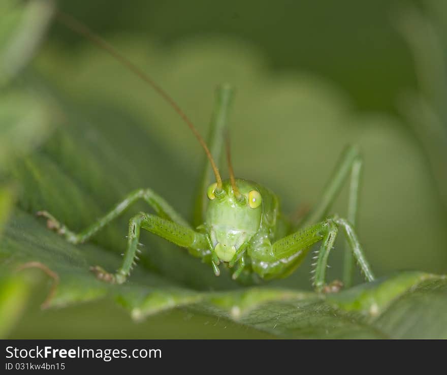 Grasshopper is sitting on a leaf